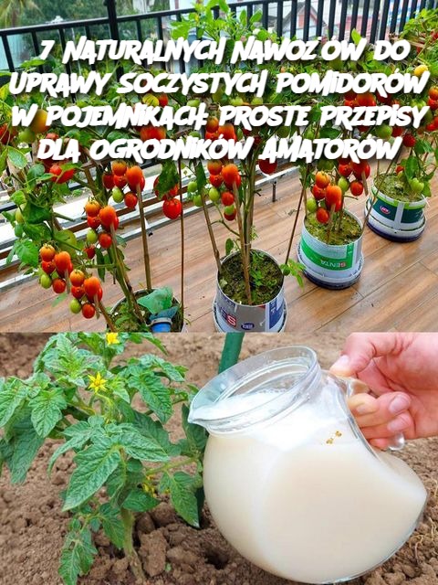 7 Naturalnych Nawożów do Uprawy Soczystych Pomidorów w Pojemnikach: Proste Przepisy dla Ogrodników Amatorów