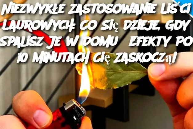 Niezwykłe Zastosowanie Liści Laurowych: Co Się Dzieje, Gdy Spalisz Je w Domu? Efekty Po 10 Minutach Cię Zaskoczą!