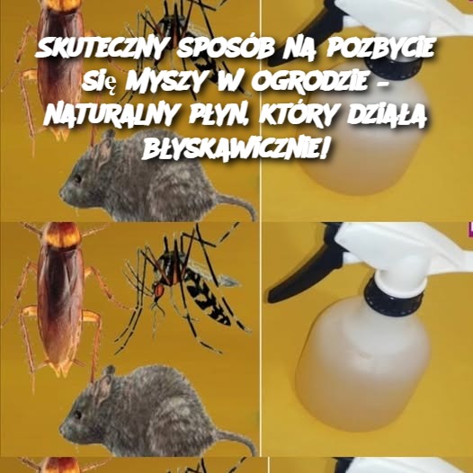 Skuteczny sposób na pozbycie się myszy w ogrodzie – naturalny płyn, który działa błyskawicznie!